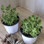 香る♡多肉植物♡アロマティカス♡ハーブ♡