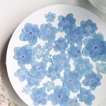  【押し花素材】紫陽花　八重咲き　水色