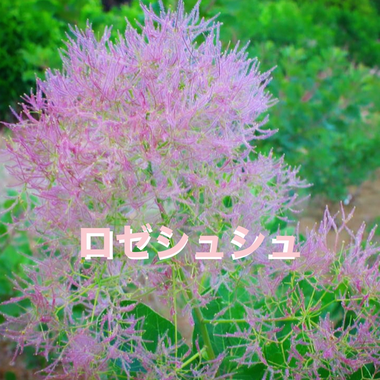 スモークツリー　ラブリーローズ　10号　1 新色♡スモークツリー♡苗♡ラブリーローズ♡苗木 多肉植物 森の