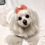 犬リボン　グラデーションリボン　ふわっと軽いオーガンジー