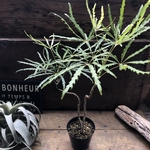アラレア♡グリーンエレガンス♡観葉植物♡インテリア