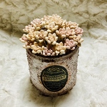 粘土多肉植物パーツ　セダム(姫秀麗)