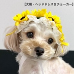 【犬用】犬ヘッドドレス　犬チョーカー　犬リボン　ひまわり　犬誕生日　トリミング