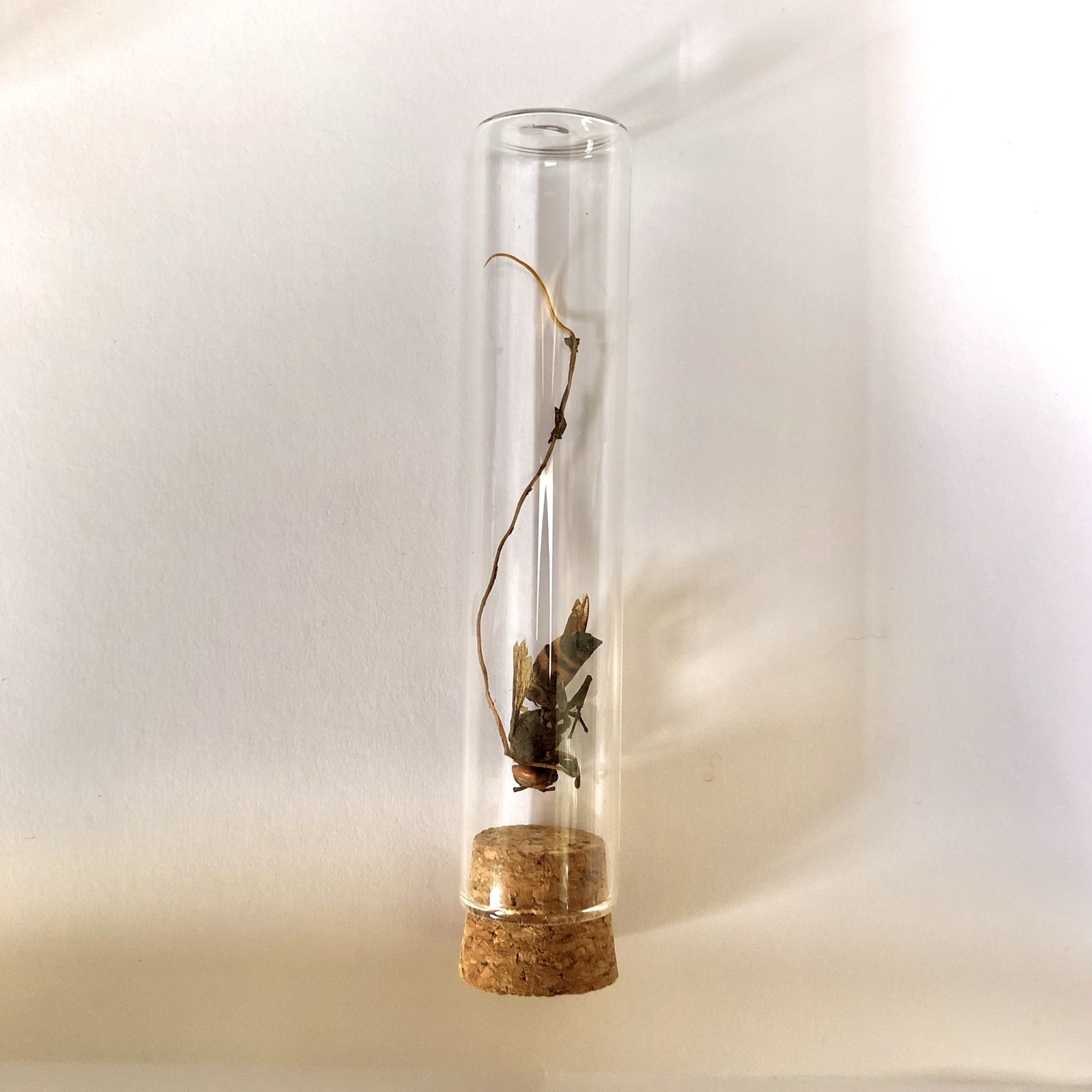 ヤゴの抜け殻標本 ヤゴの樹脂標本を作る！抜け殻にレジンを注入、新たな工作