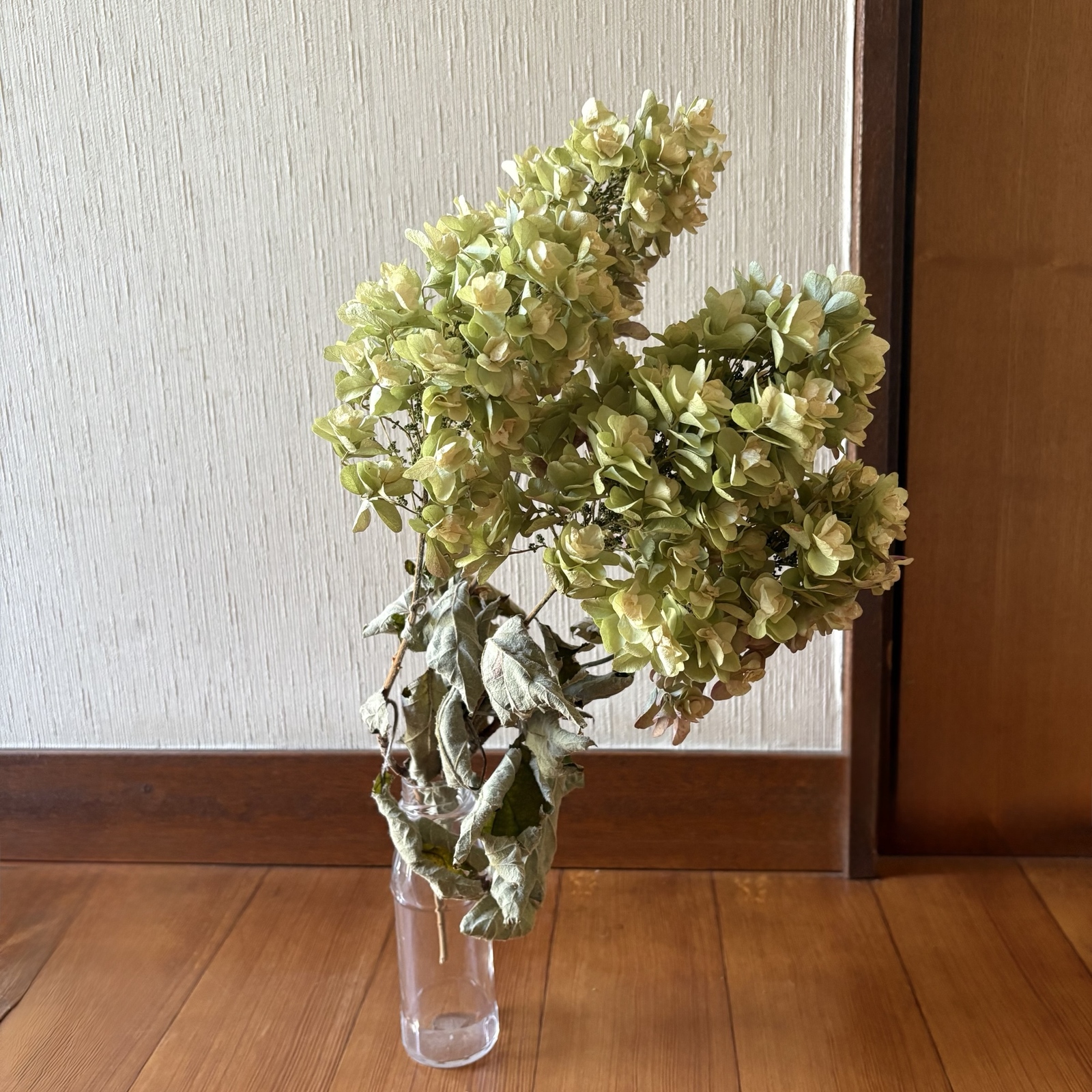 【特価】アジサイ フライングスワッグ 26cm ＊ 紫陽花 柏葉あじさい いい夫婦の日 母の日 2026 アジサイ 紫陽花 あじさい