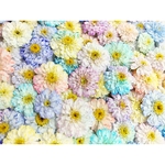 マトリカリア ドライフラワー