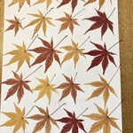 もみじ　押し葉　ドライフラワー　紅葉