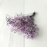 ソフトかすみ草 パープルホワイト　(プリザーブドフラワー ハーバリウム 花材)