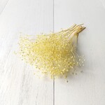 ソフトかすみ草 クリーム 　(プリザーブドフラワー ハーバリウム 花材)