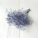 ソフトかすみ草 コバルトブルー　(プリザーブドフラワー ハーバリウム 花材)