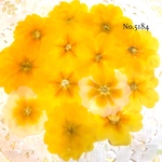 ♡new♡人気の押し花♡ジュリアンの押し花セット♡