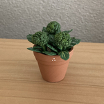 ブロッコリーの鉢植え　3