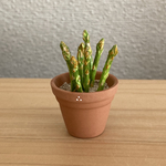 アスパラの鉢植え　2
