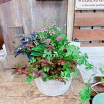現品のみ♡【たっぷり５種類寄せ植え】ホワイト系樹脂器♪ウッドピックつき♡おしゃれガーデニング