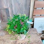 現品SALE♡【4種類カワイイ寄せ植え】ベージュ系樹脂器♪ウッドピックつき♡素敵ガーデニング