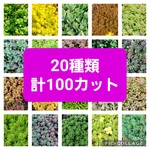 多肉植物セダム20種類　各5カットずつ【育成説明書付】