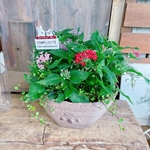 現品♡【可愛いペンタスたっぷり寄せ植え】ベージュ系樹脂器♪ウッドピックつき♡素敵ガーデニング
