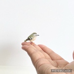 羊毛フェルト鳥 キクイタダキ（豆サイズ）