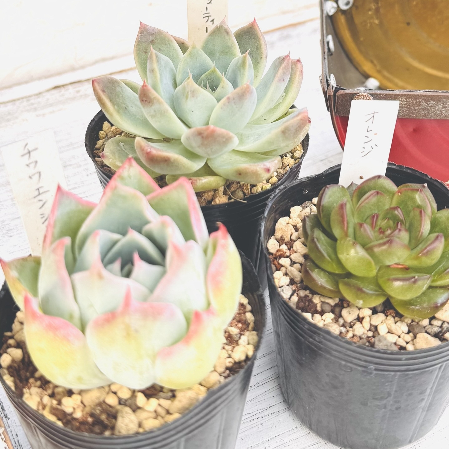 鉢ごと　多肉植物　アメイジンググレイス錦　抜き苗 多肉植物アメイジンググレイス錦抜き苗