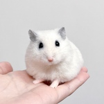 ham🐹様専用ページ