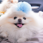 犬リボン🎀ボンボンリボン🎀ペットアクセサリー
