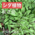 送料込　増量【シダ植物】抜き苗セット　無農薬自家栽培宿根草苔玉盆栽日本庭園グランドカバー　ネコポス