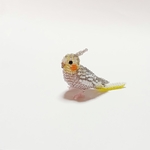 オカメインコ・シナモンパールの女の子(ちびサイズ)