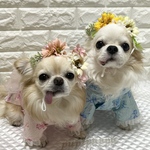 2wayひまわりアクセサリー　犬　猫　ヘッドドレス　チョーカー　ひまわり　夏　カチューシャ