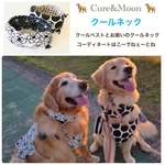 大型犬　クールネック