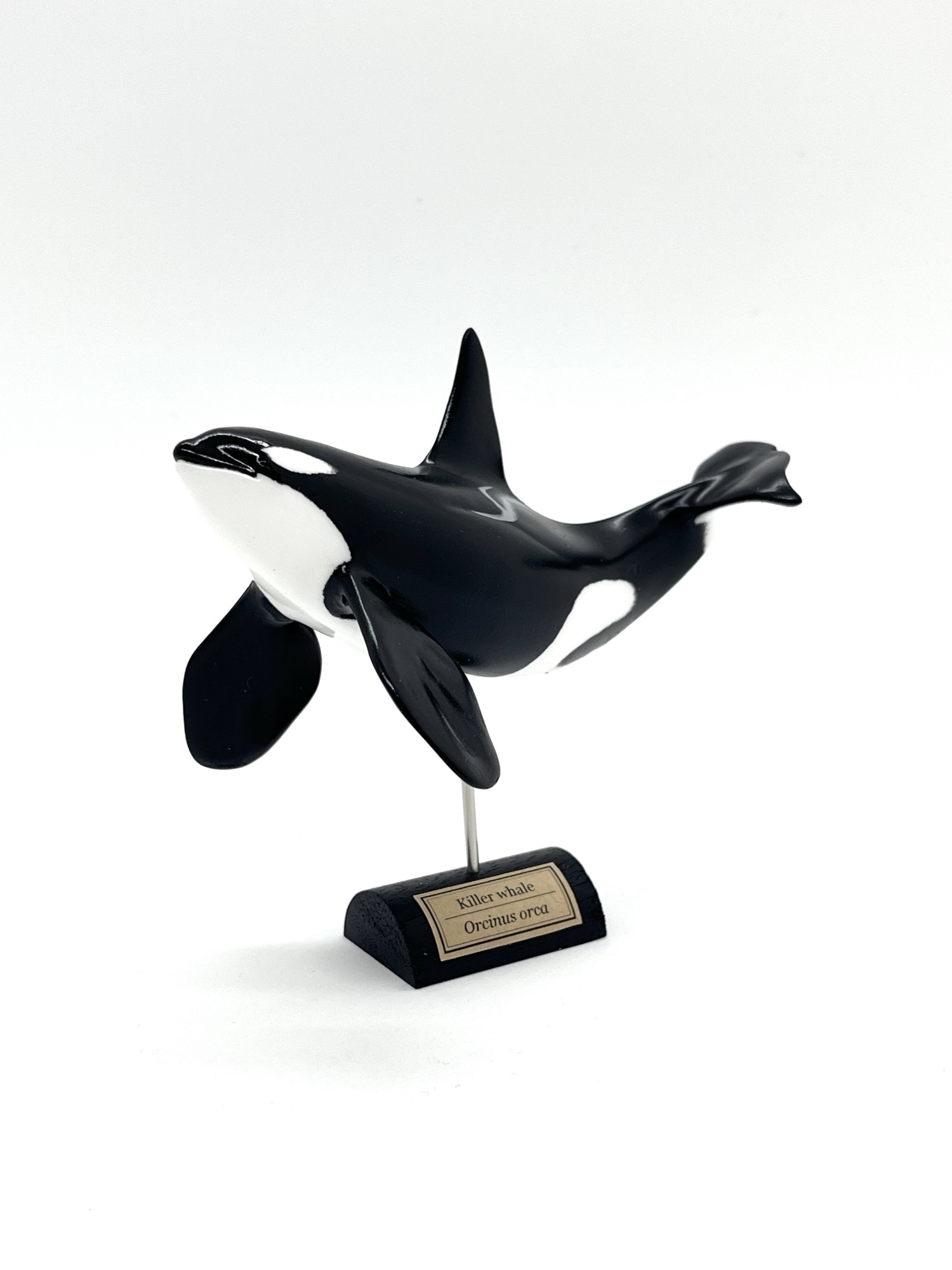 シャチ　歯　牙　希少品　骨董品　クジラ　イルカ　ハンドメイド クジラ 歯 シャチ イルカ 骨 骨董品 ハンドメイド トローリング