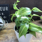 バニラの木　甘くなる香りのもと♡つる性の観葉植物