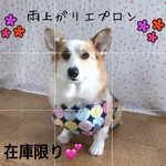 コーギー(♂)　雨上がりエプロン＊polka dots   Navy  男の子