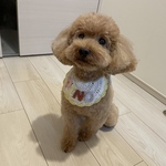 名入れスタイ╱犬用スタイ╱猫用スタイ╱ベビースタイ【S～LLサイズ】