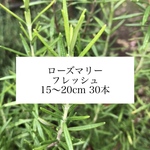 ローズマリー 50本 半フレッシュ ハーブ 無農薬