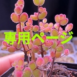 多肉植物　レインボーキャンディーボール　カット6本翡翠　カット6本