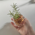 【新作】■本物そっくり枯れない観葉植物■ローズマリー　フェイクグリーン　葉　造花　瓶　