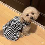 犬服　ギンガムチェックフリルワンピース