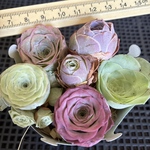 お買い得❣️多肉植物　グリーノビア　6点セット　名前付き　