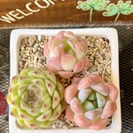 多肉植物セット　スタープラス☆ストロベリーアイス☆マルギャン×ドリームローズ