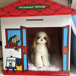 fufu様専用まん丸お顔のシーズーちゃん