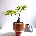 ●　少数限定　●新作●　※樹形厳選　メキシコの希少なソテツ　”ザミア・プミラ　鉢カバーセット”　観葉植物　インテリア　おしゃれ　そてつ　インテリア　ギフト　プレゼント　初心者向け　シンボルツリー