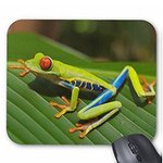 アカメアマガエルのマウスパッド：フォトパッド（世界のカエルシリーズ）