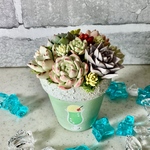 粘土多肉植物の寄せ植え🪴