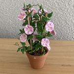 朝顔　咲き誇る