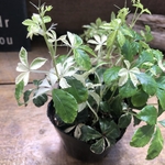 斑入りシュガーバイン♡希少♡観葉植物♡垂れ下がり