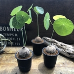 超希少♡ステファニア♡エレクタ♡塊根植物♡