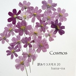 🌸訳あり コスモス　＊押し花
