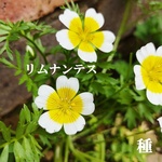 秋まき花の種　リムナンテス（ポーチド・エッグ）　30粒以上　一年草