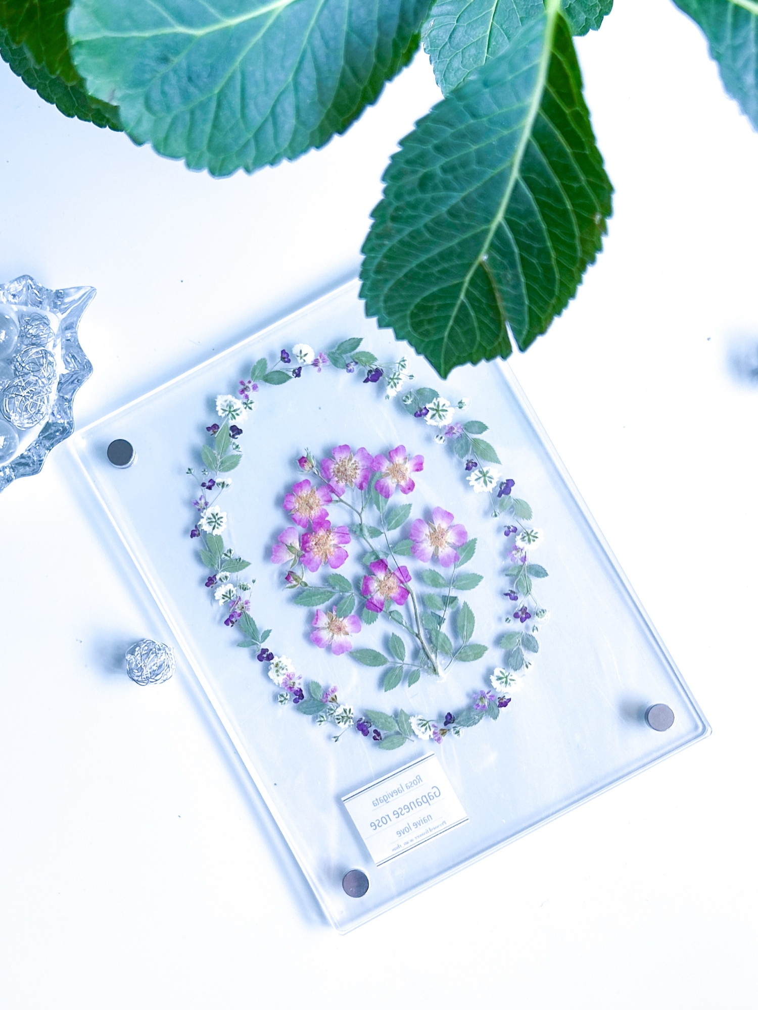 花しおり1,2 セット IU 四葉のクローバー🍀と紫陽花3枚セット押し花しおり - acan＿thus