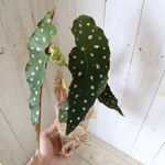 ベゴニア♡マクラータ♡水玉模様♡観葉植物♡